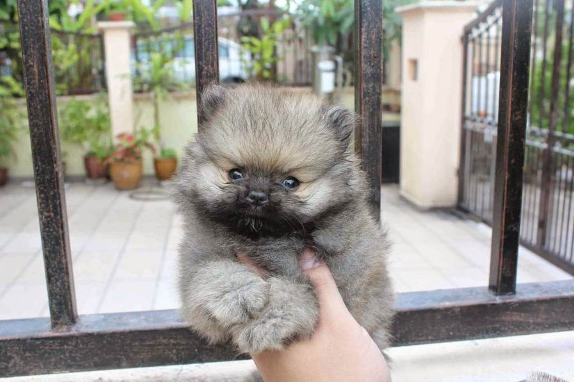 cachorros pomerania machos y hembras