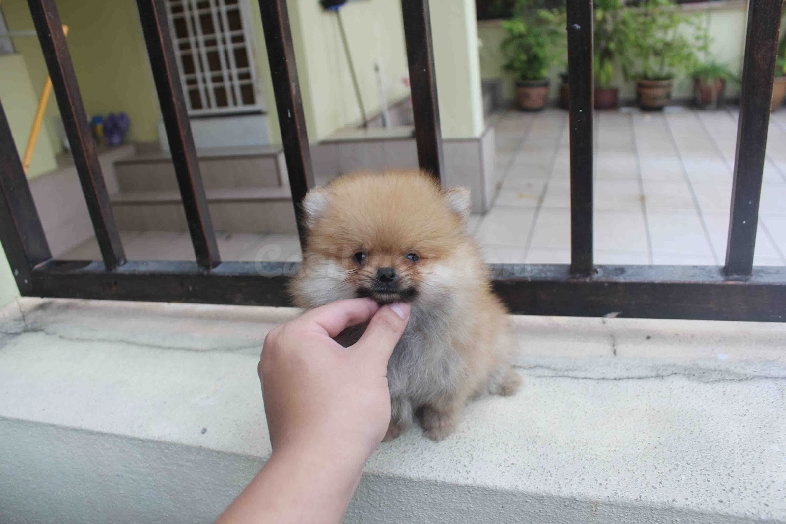 cachorros pomerania machos y hembras