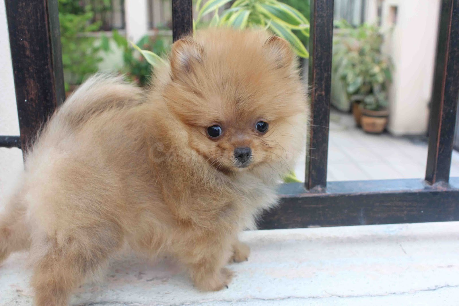 cachorros pomerania machos y hembras - foto 2