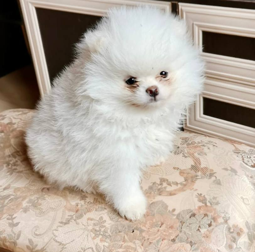 cachorros pomerania machos y hembras (jasminehernadez9@gmail.com)