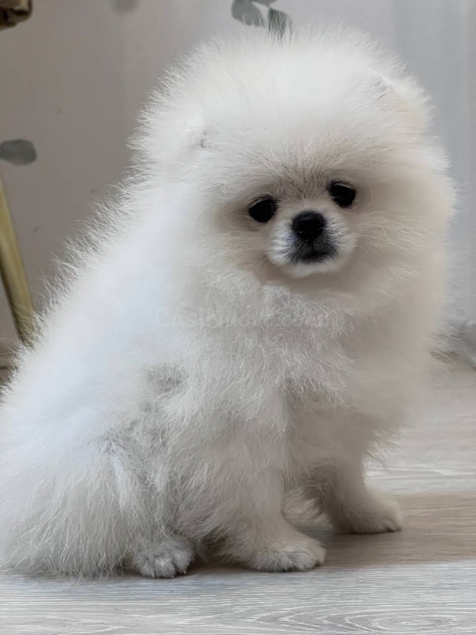 cachorros pomerania machos y hembras (jasminehernadez9@gmail.com