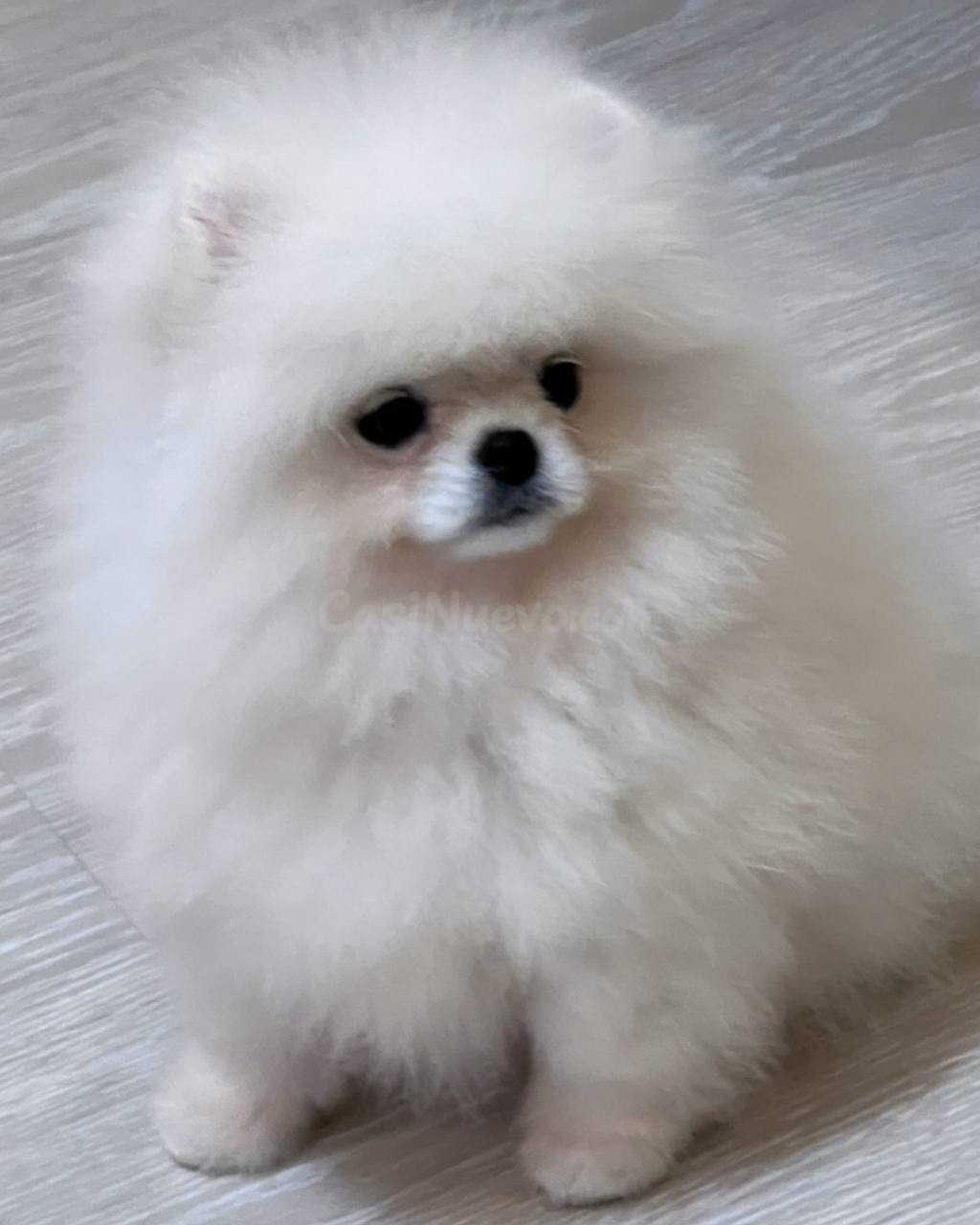 cachorros pomerania machos y hembras (jasminehernadez9@gmail.com - foto 2