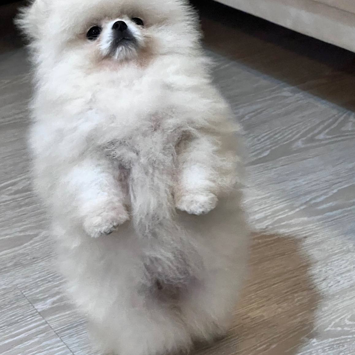 cachorros pomerania machos y hembras (jasminehernadez9@gmail.com - foto 3