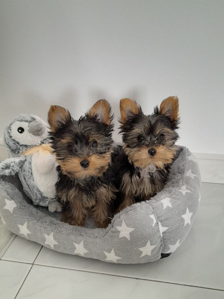 Regalo gratis: Dos cachorros Yorkshire Terrier en adopción