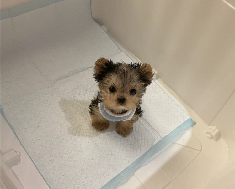 Regalo gratis: Dos cachorros Yorkshire Terrier en adopción - foto 2