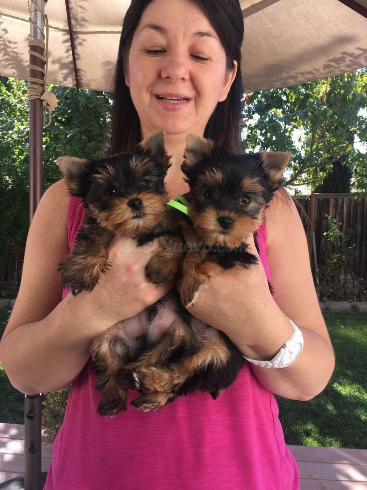 Regalo gratis: Dos cachorros Yorkshire Terrier en adopción - foto 3