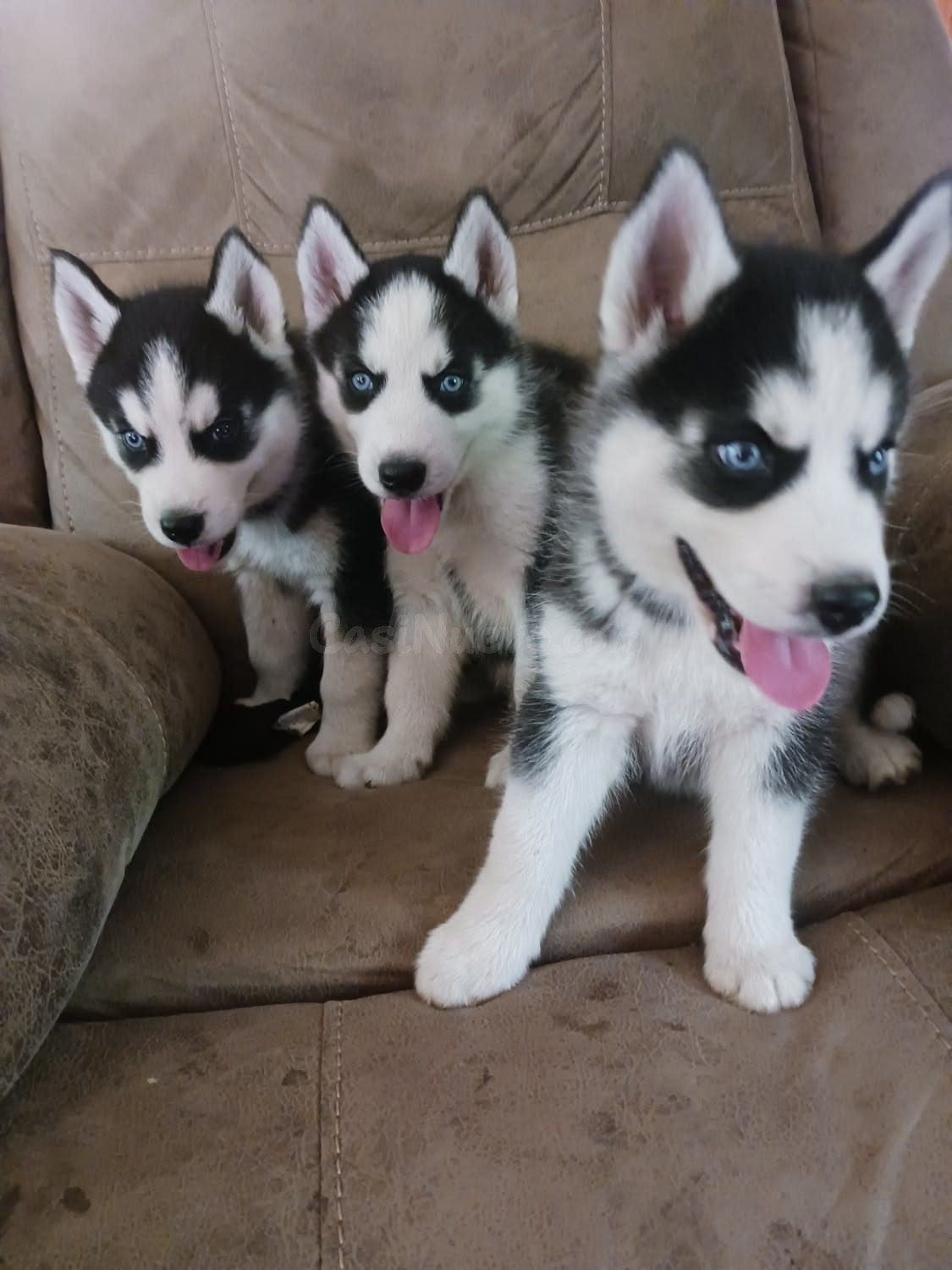 Siberian Husky Raza Pura 2023 Negro y Blanco