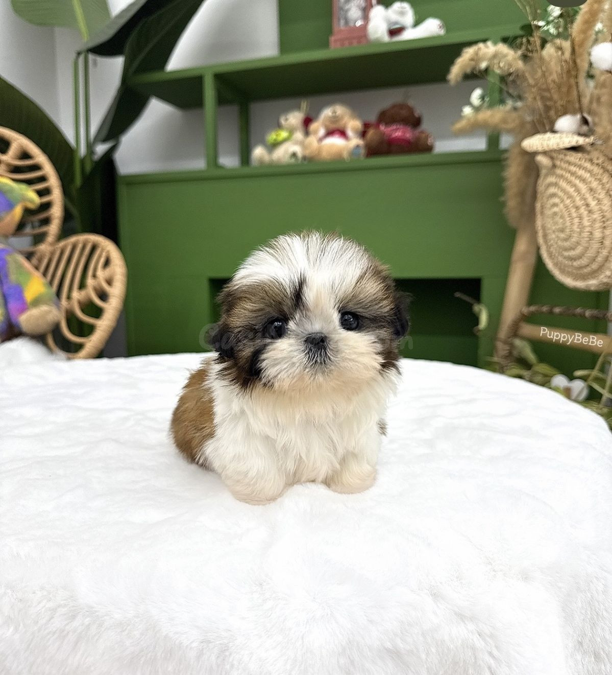 Cachorro Shih Tzu de regalo por adopción - foto 2
