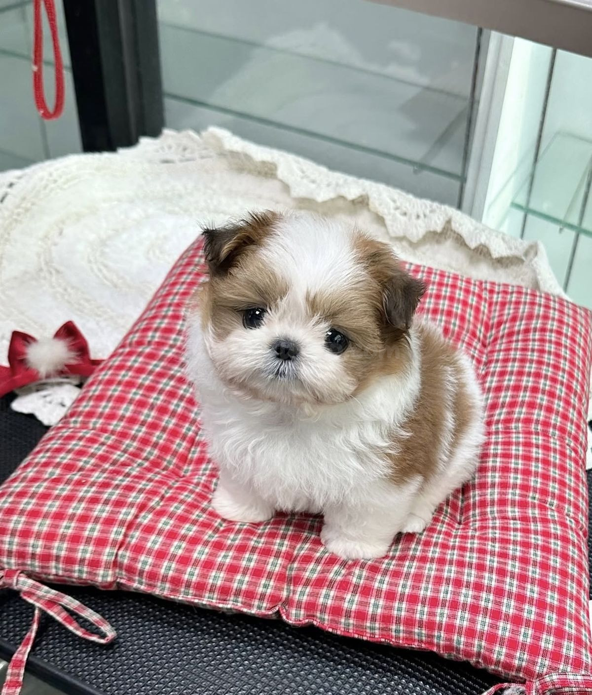 Cachorro Shih Tzu de regalo por adopción - foto 3