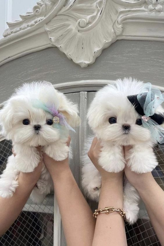 Cachorros malteses sanos, machos y hembras, en adopción gratuita