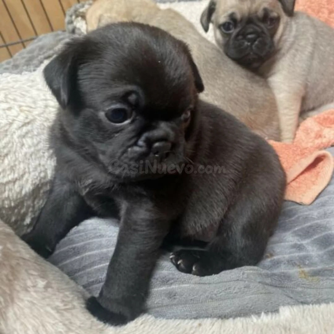¡Regalo gratis! Preciosos cachorros de pug en adopción. - foto 2
