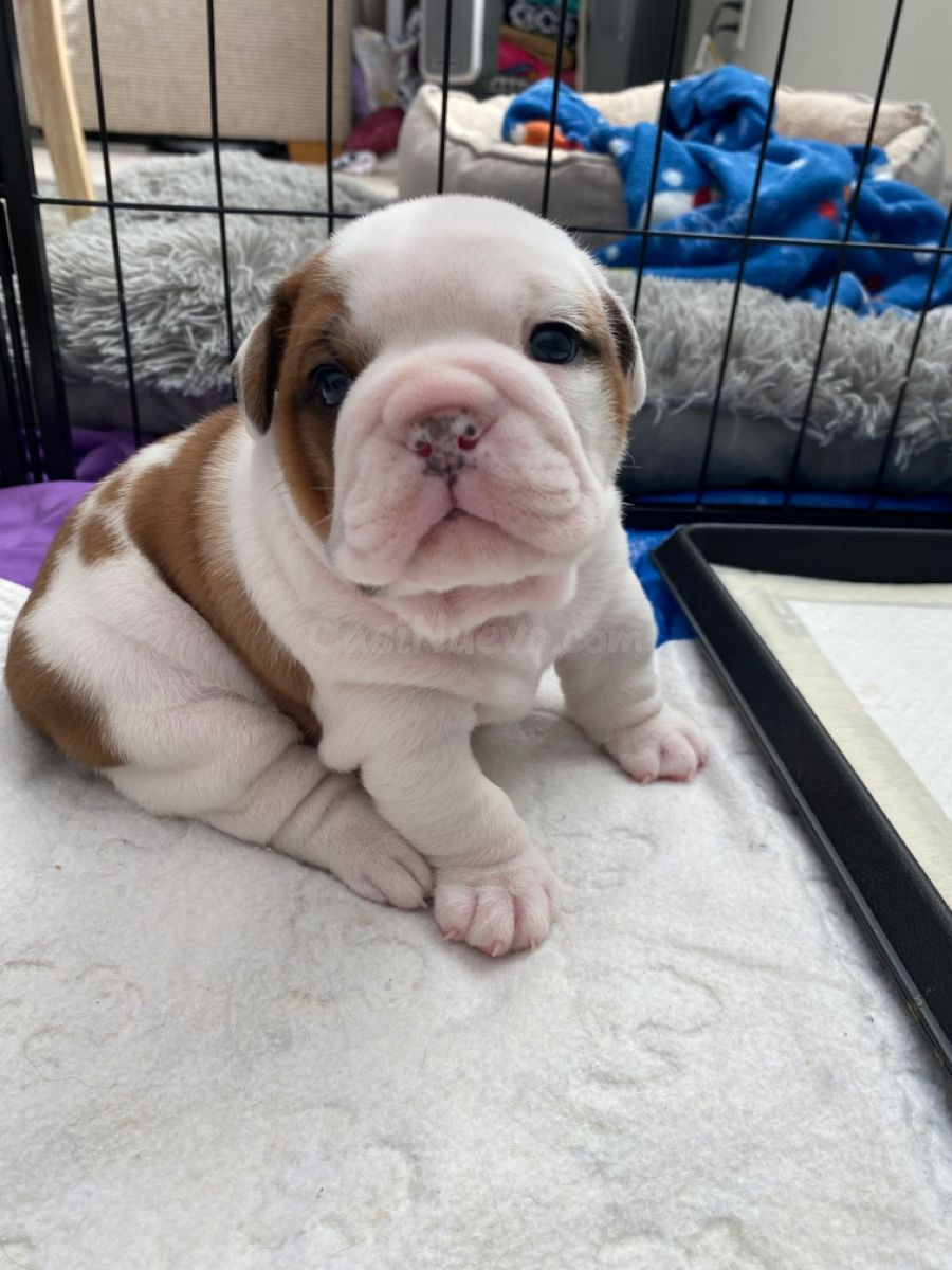Cachorros de Bulldog Inglés en adopción gratuita - foto 2