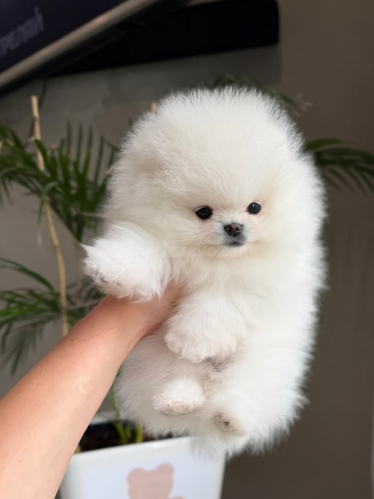 Pomsky 2023 Blanco