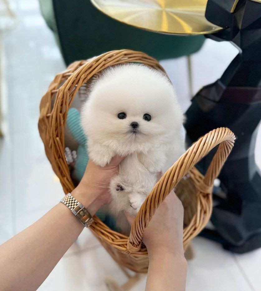Pomsky 2023 Blanco - foto 2