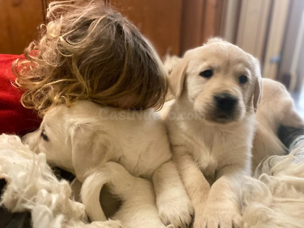 Cachorros de Golden Retriever