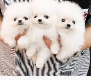 Cachorros de Pomerania de pura raza