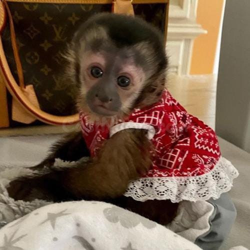 UN PEQUEÑO COMPAÑERO EN BUSCA DE UN HOGAR LLENO DE CARIÑO 34/    632  /   000/  221
