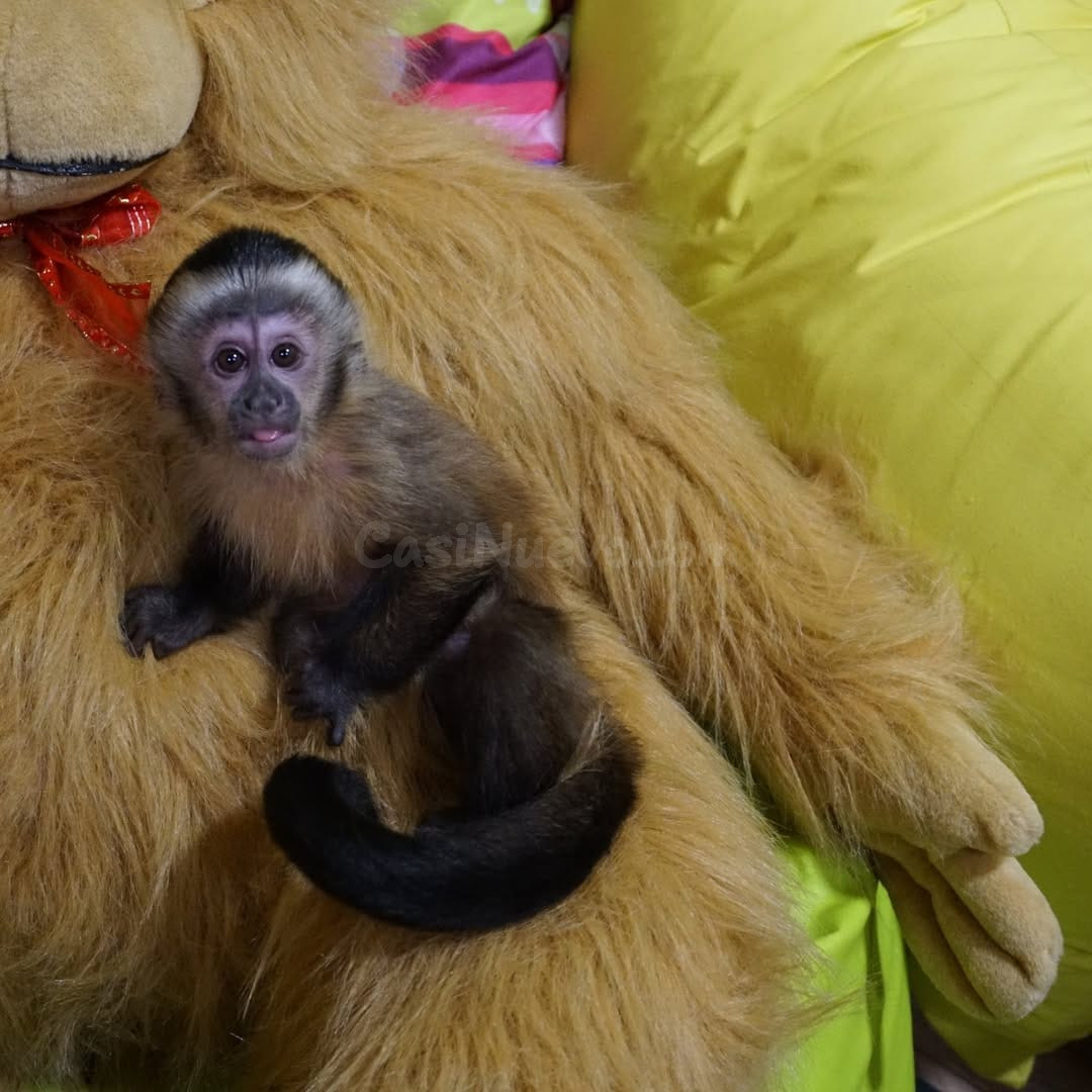 UN PEQUEÑO COMPAÑERO EN BUSCA DE UN HOGAR ESPECIAL 34/ 632 / 000/ 221