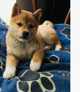 Cachorros Shiba Inu
