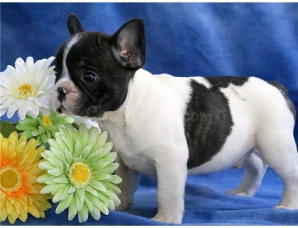 Cachorros de Bulldog Francés disponibles desde hoy!