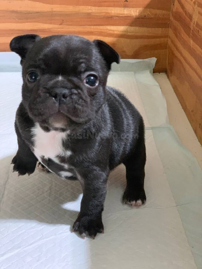 Cachorros de Bulldog Francés disponibles desde hoy! - foto 2
