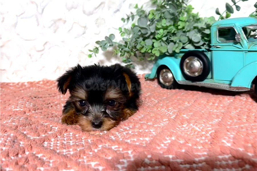 regalo cachorros de yorkshire