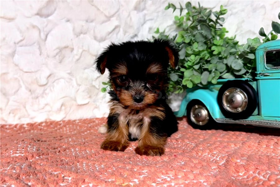 regalo cachorros de yorkshire - foto 2
