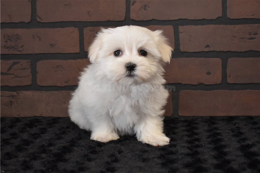 regalo cachorritos de Bichon Maltes de Pura Raza