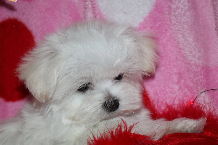 regalo cachorritos de Bichon Maltes de Pura Raza - foto 2