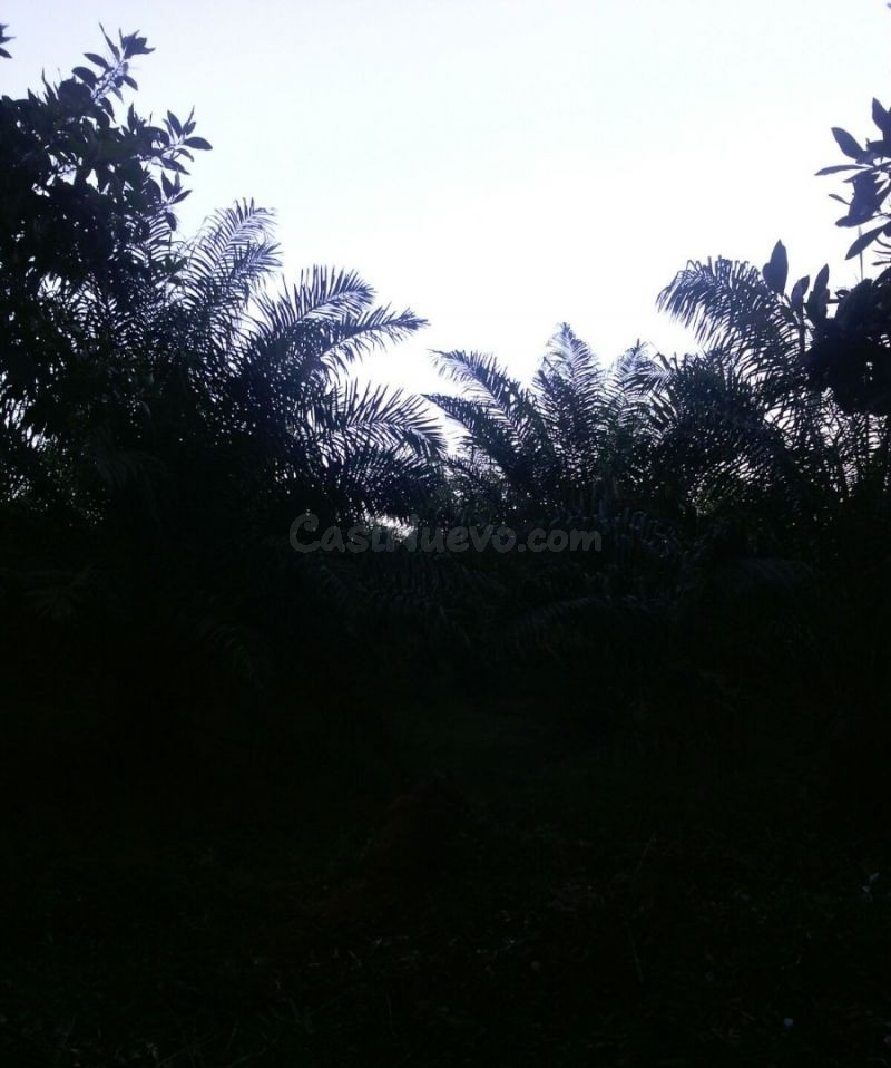 Venta De Fincas En Todo El Pais! Republica Dominicana