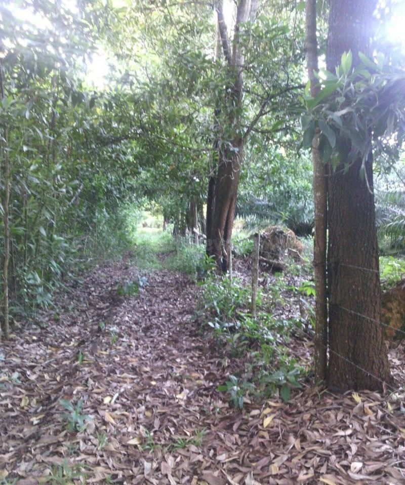 Venta De Fincas En Todo El Pais! Republica Dominicana - foto 2