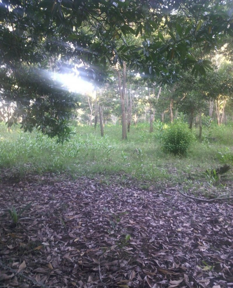 Venta De Fincas En Todo El Pais! Republica Dominicana - foto 3