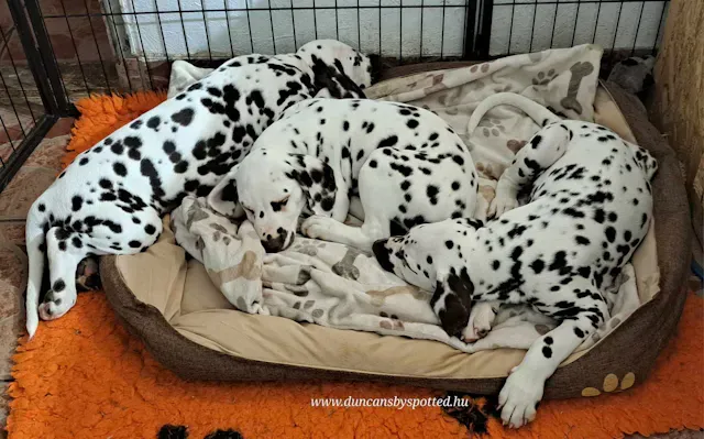 Our puppies, 2023