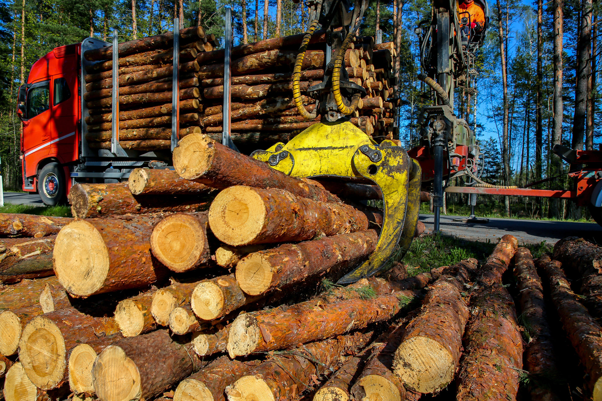 Gozdno gospodarstvo Novo mesto: Vse kar morate vedeti