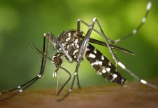 Dengue Fever – Symptoms, Prevention, and Treatment
