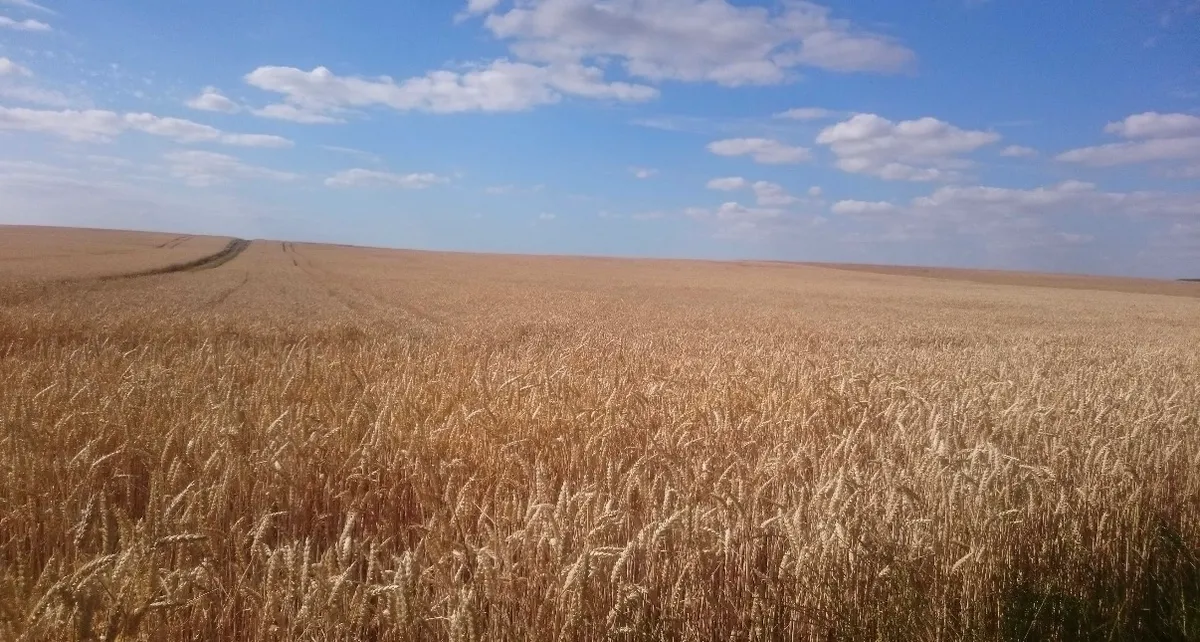 Wydzierżawię Grunty Rolne 