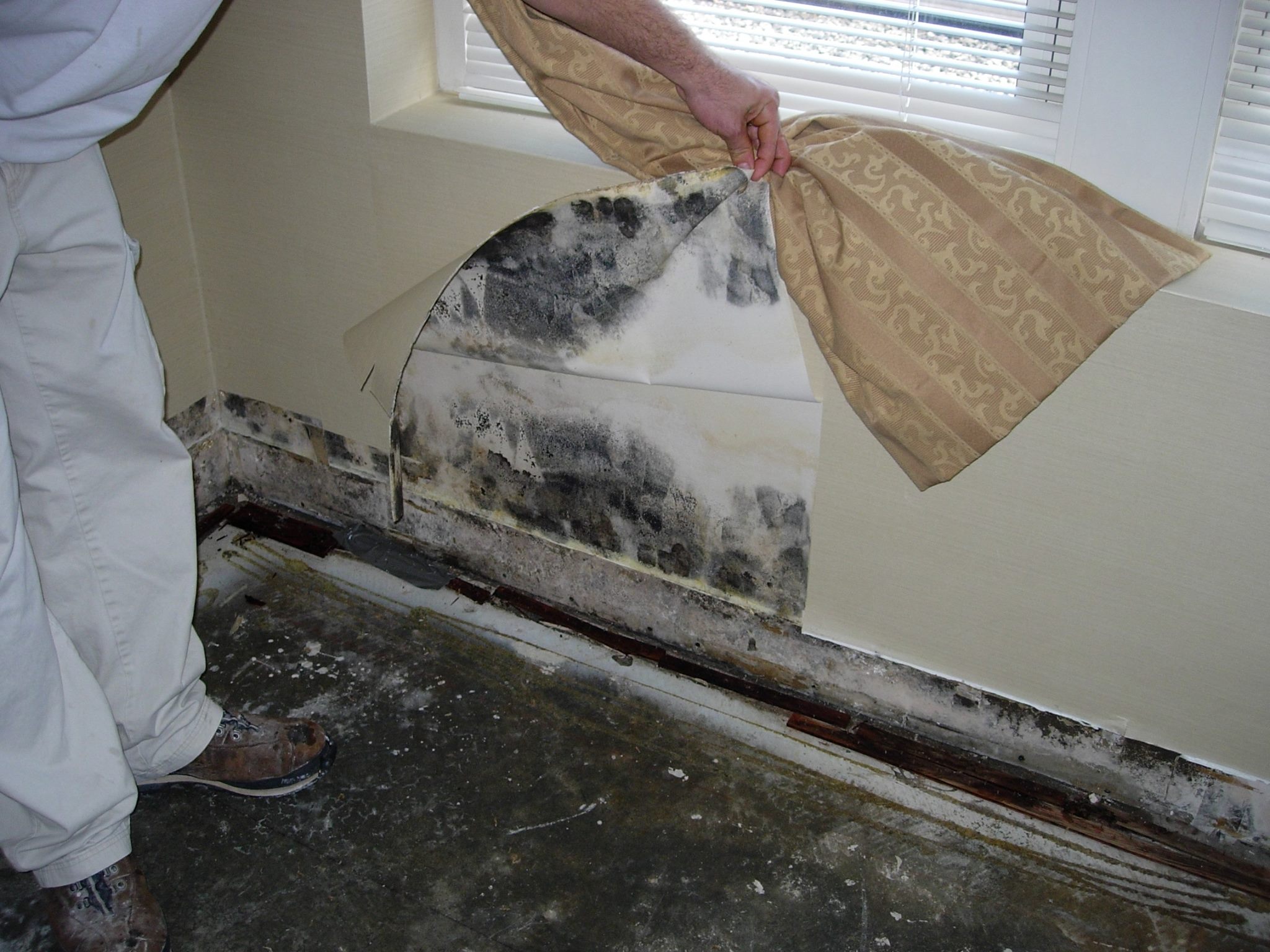 Why Professional Mold Inspections Are Absolutely Important | TheAmberPost