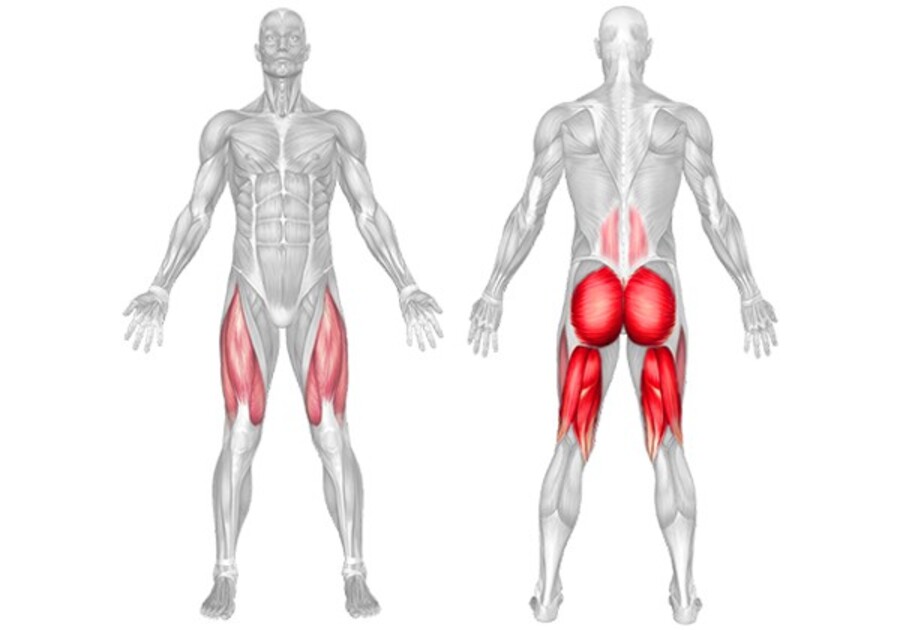Các nhóm cơ trên cơ thể & Cách tập luyện với từng nhóm cơ