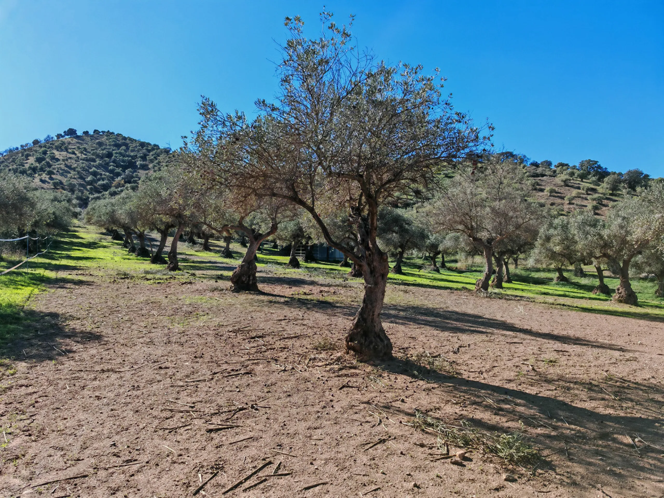 Exceptional equestrian estate for sale in Coín with four independent homes and full professional facilities.