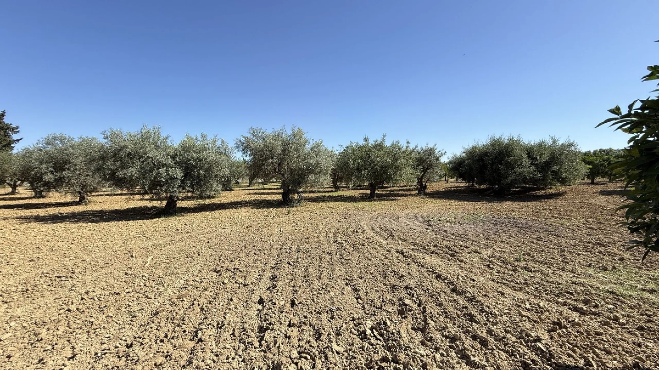 House - Finca - Cortijo в продаже в Alhaurín el Grande, Málaga. В доме 7 спален и 7 ванных комнат. Площадь дома 409 м². Площадь участка 12074 м²