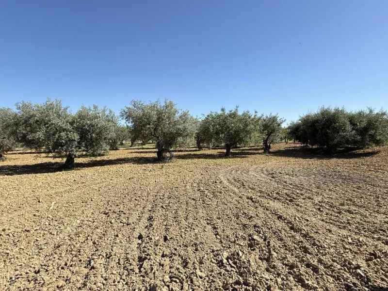 House - Finca - Cortijo в продаже в Alhaurín el Grande, Málaga. В доме 7 спален и 7 ванных комнат. Площадь дома 409 м². Площадь участка 12074 м²