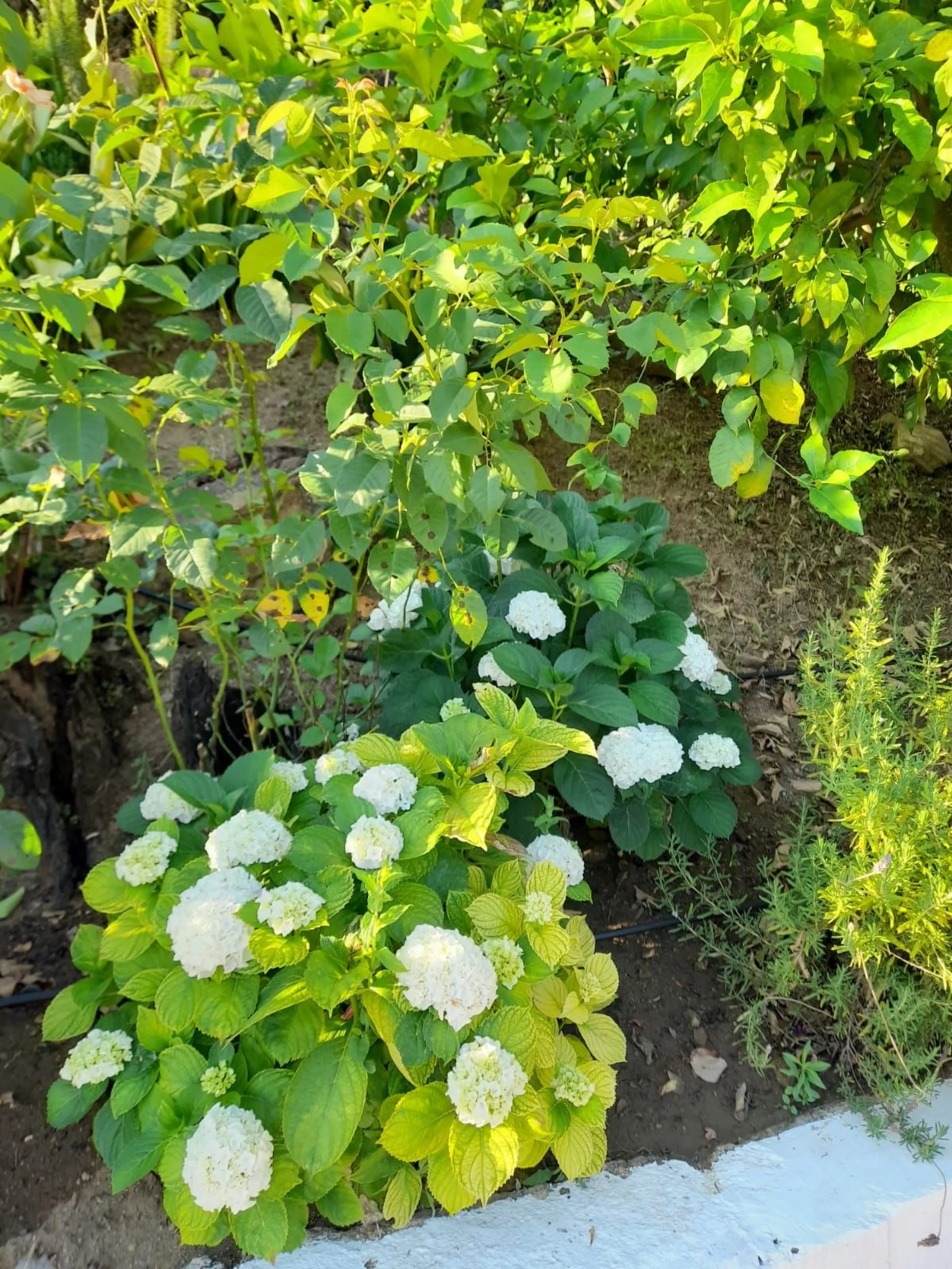 Finca - Cortijo, Guaro, Costa del Sol.