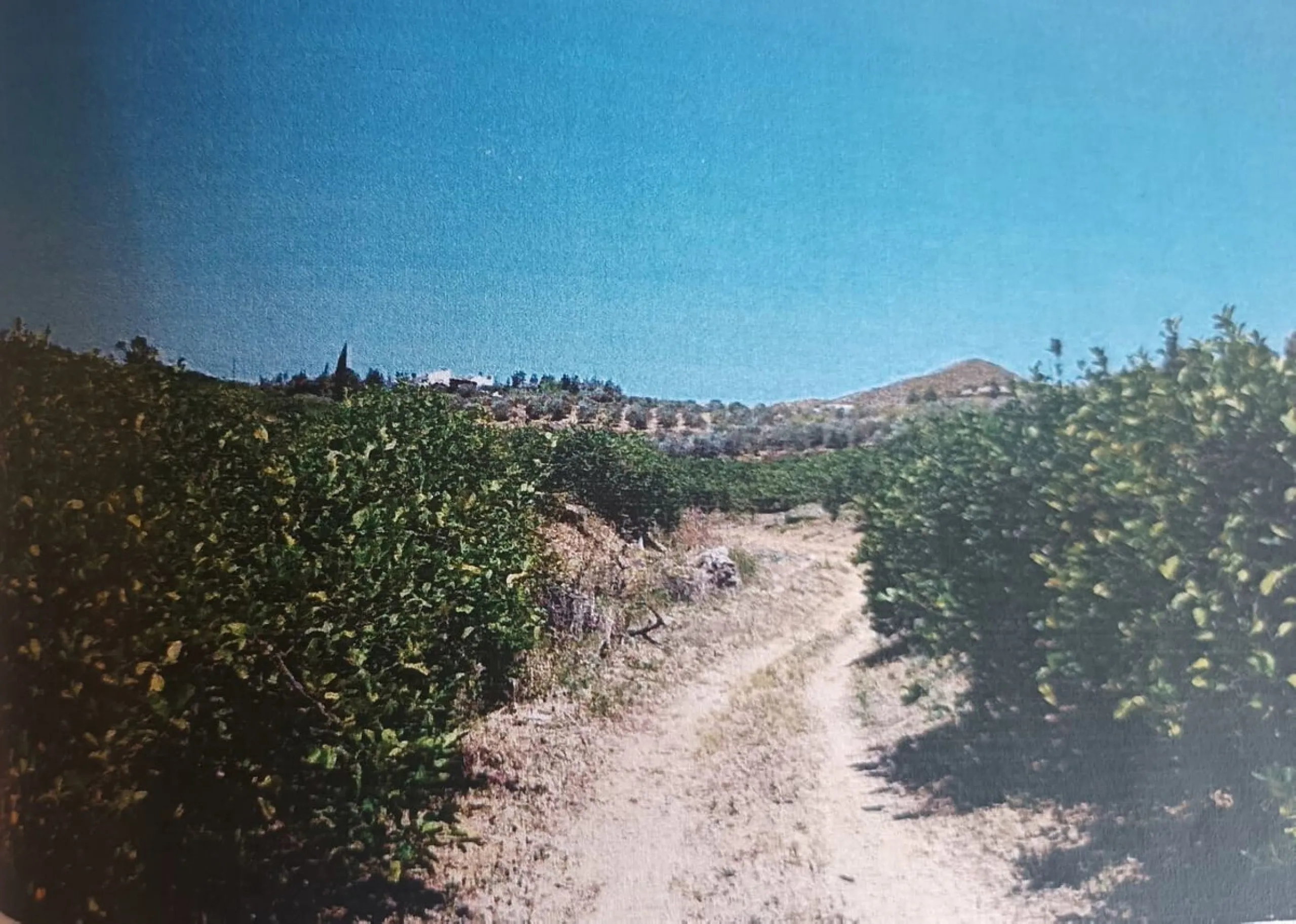 Agrarian Investment Opportunity: 4.8 Ha of Premium Irrigated Land in La Pileta (Álora) with Double Water Supply.