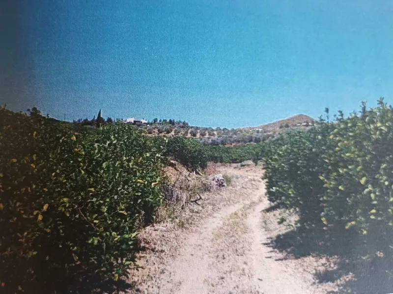 Agrarian Investment Opportunity: 4.8 Ha of Premium Irrigated Land in La Pileta (Álora) with Double Water Supply.