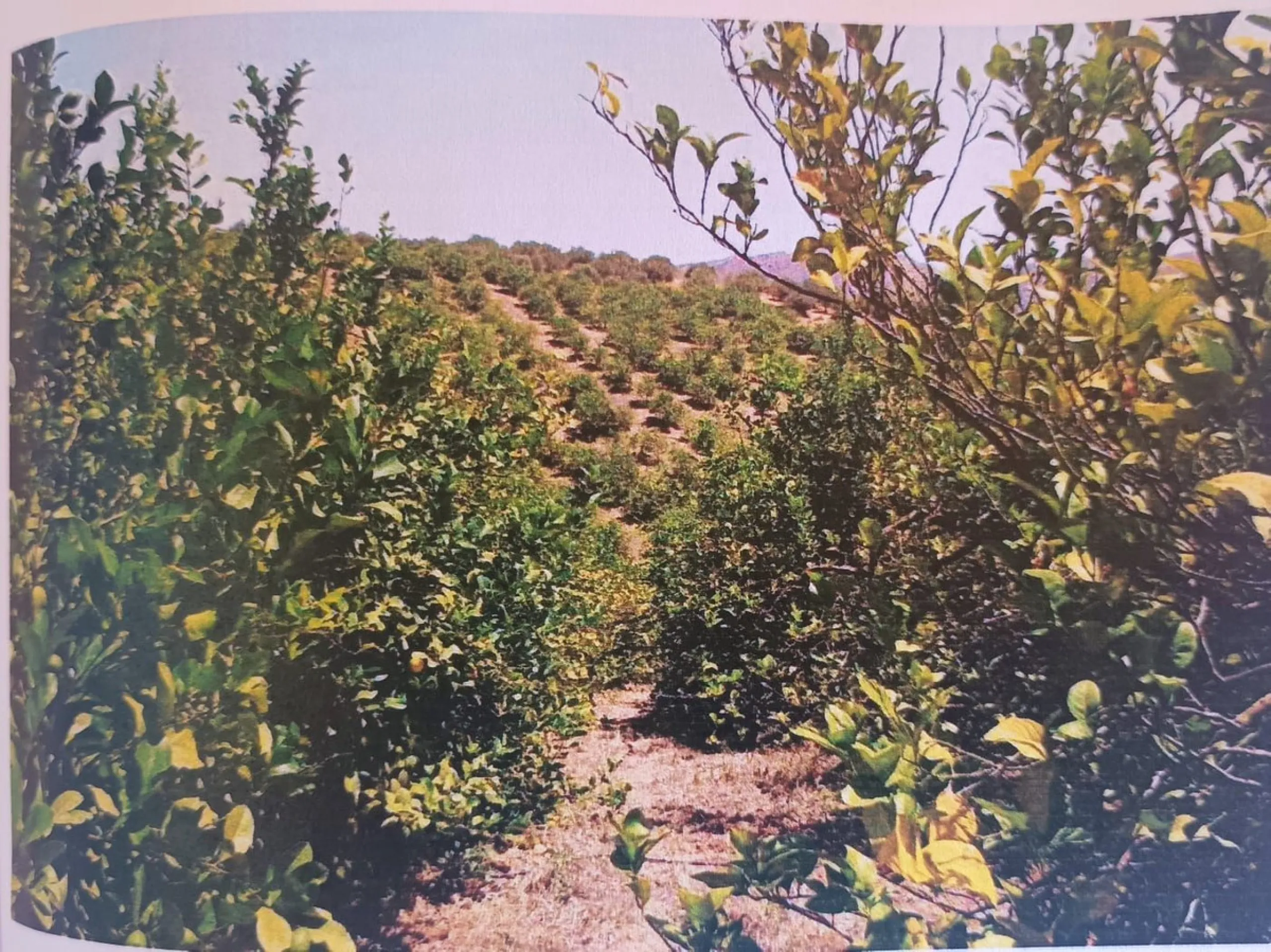 Agrarian Investment Opportunity: 4.8 Ha of Premium Irrigated Land in La Pileta (Álora) with Double Water Supply.