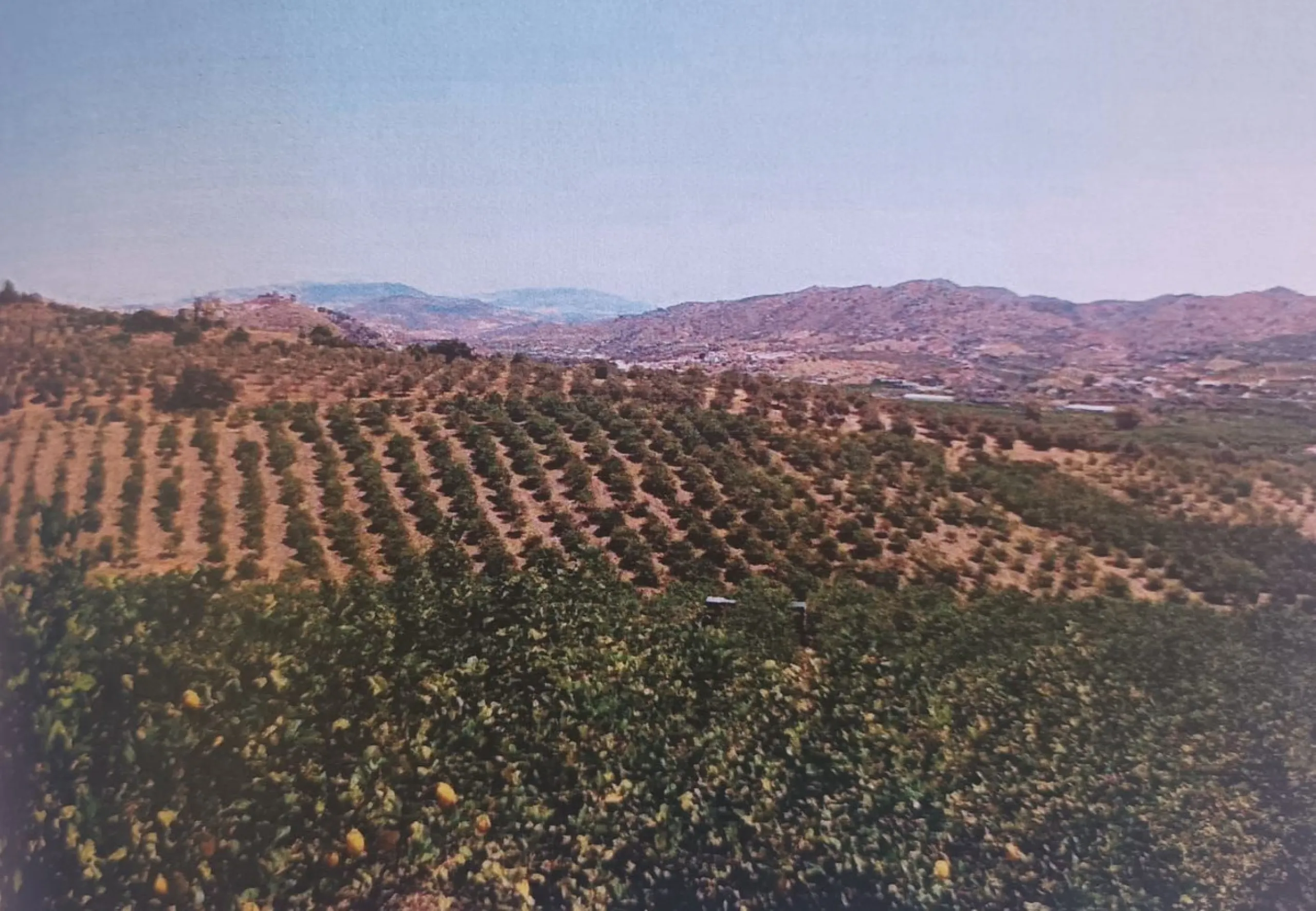 Agrarian Investment Opportunity: 4.8 Ha of Premium Irrigated Land in La Pileta (Álora) with Double Water Supply.