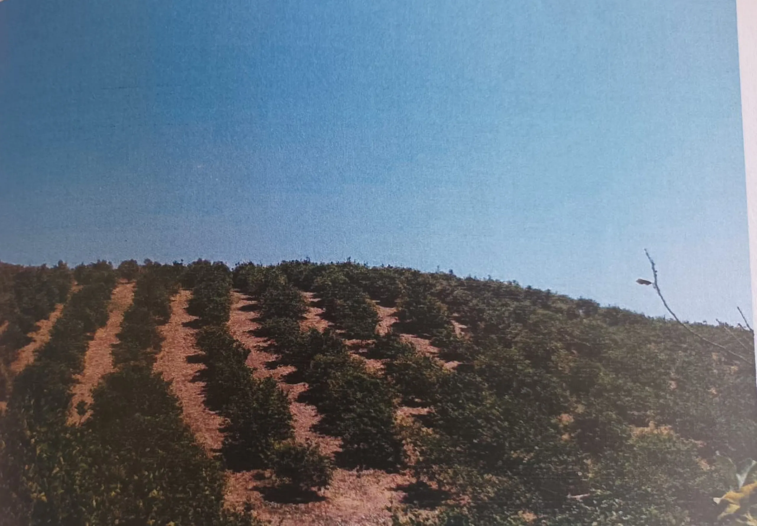 Agrarian Investment Opportunity: 4.8 Ha of Premium Irrigated Land in La Pileta (Álora) with Double Water Supply.