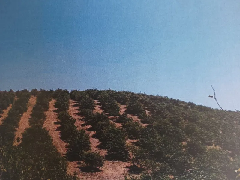 Agrarian Investment Opportunity: 4.8 Ha of Premium Irrigated Land in La Pileta (Álora) with Double Water Supply.