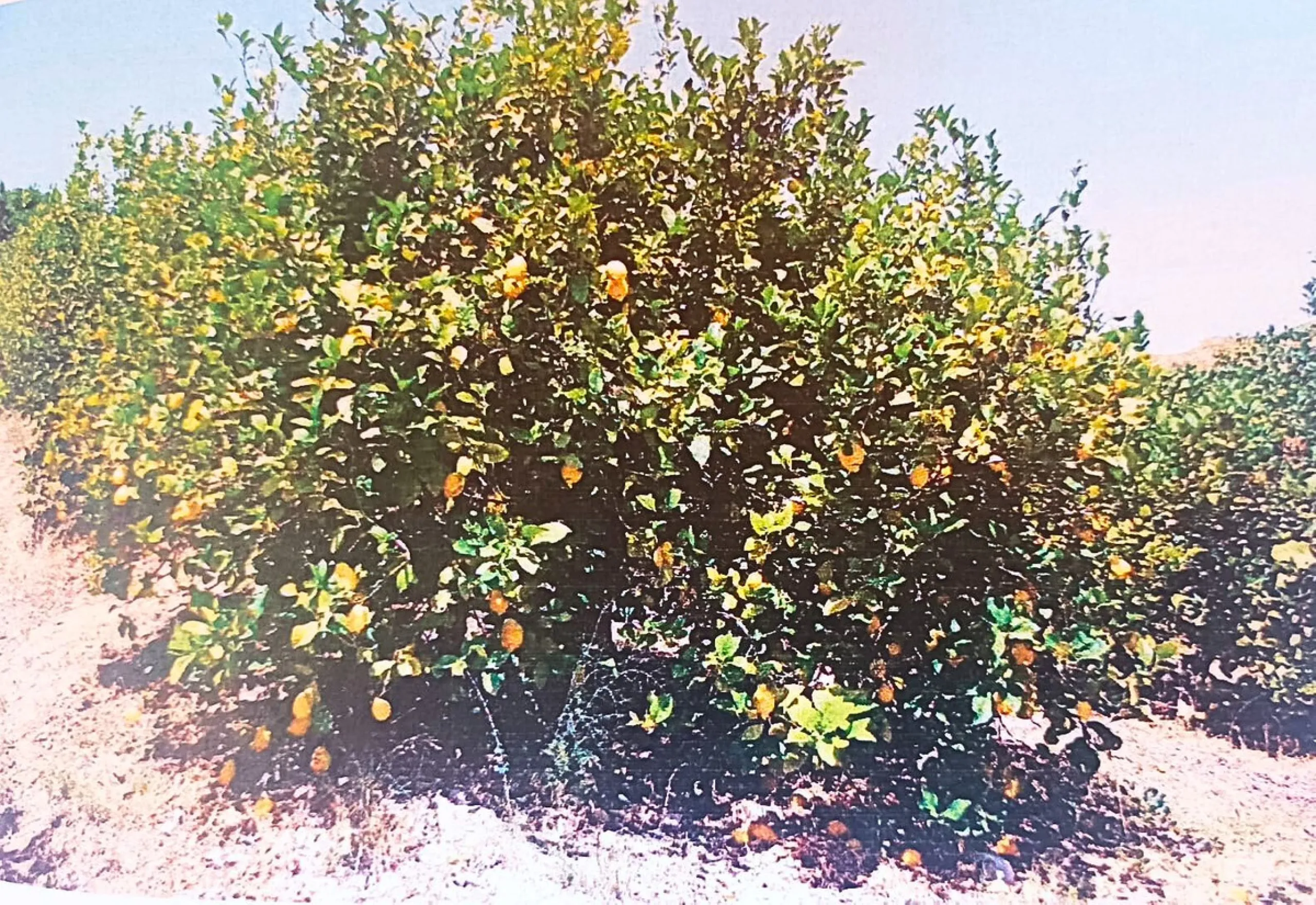 Agrarian Investment Opportunity: 4.8 Ha of Premium Irrigated Land in La Pileta (Álora) with Double Water Supply.