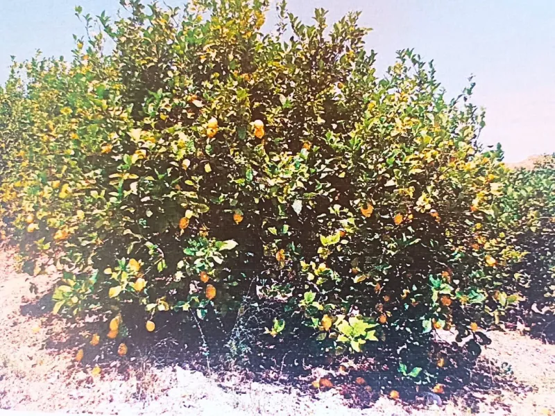 Agrarian Investment Opportunity: 4.8 Ha of Premium Irrigated Land in La Pileta (Álora) with Double Water Supply.